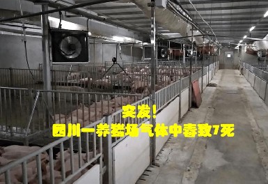 四川一養豬場發生化糞池氣體中毒事故，逸云天氣體檢測儀守護安全